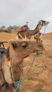 Sahara Retreat in Marokko