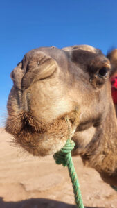 Sahara Retreat in Marokko