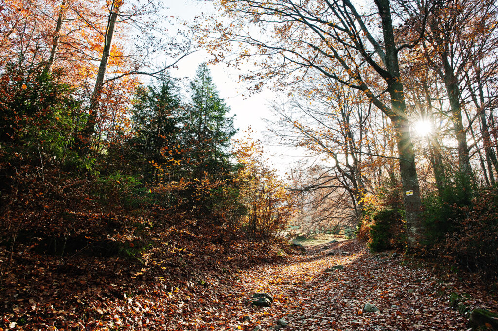 Road on forest in autumn leaves with sunlight.
